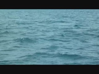 Journée de plongée près de l'île Wasini