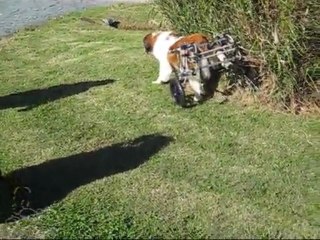 Brutus- St. Bernhard in K9Cart.com Dog Wheelchair