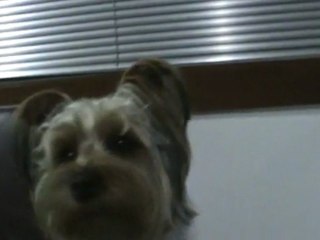 Caroço cão de guarda feroz