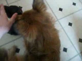 Chippie et le petit chat