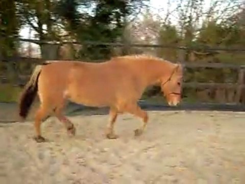 pilou trot pas rond de longe