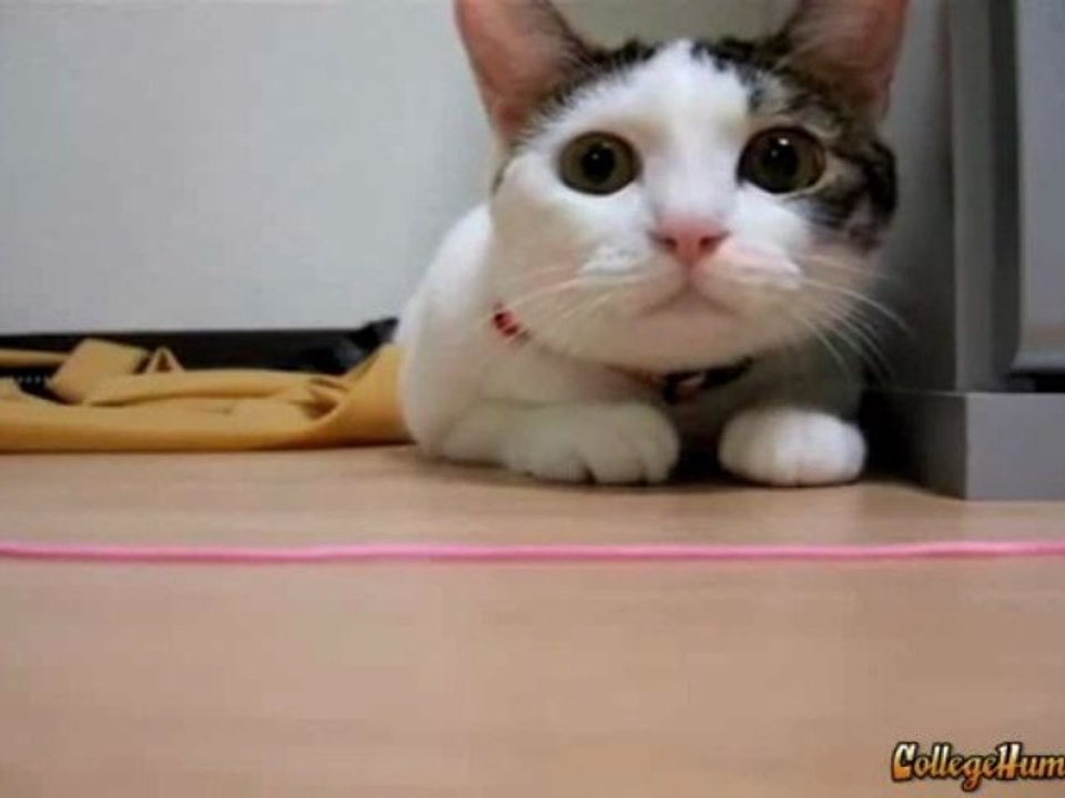 Gatto in acido