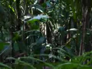 la reproduction des sauterelles