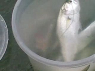 Boğazda Lüfer Avı