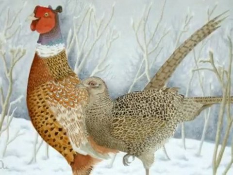 Art - Watercolor Paintings of birds by Véronique Cole