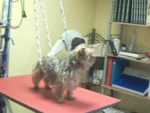 animaux les chiens toiletter chez regard canin