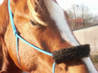 ulis dans la carriere