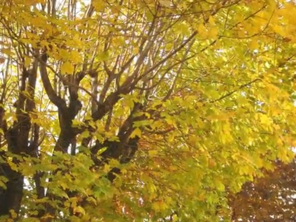 couleur d automne