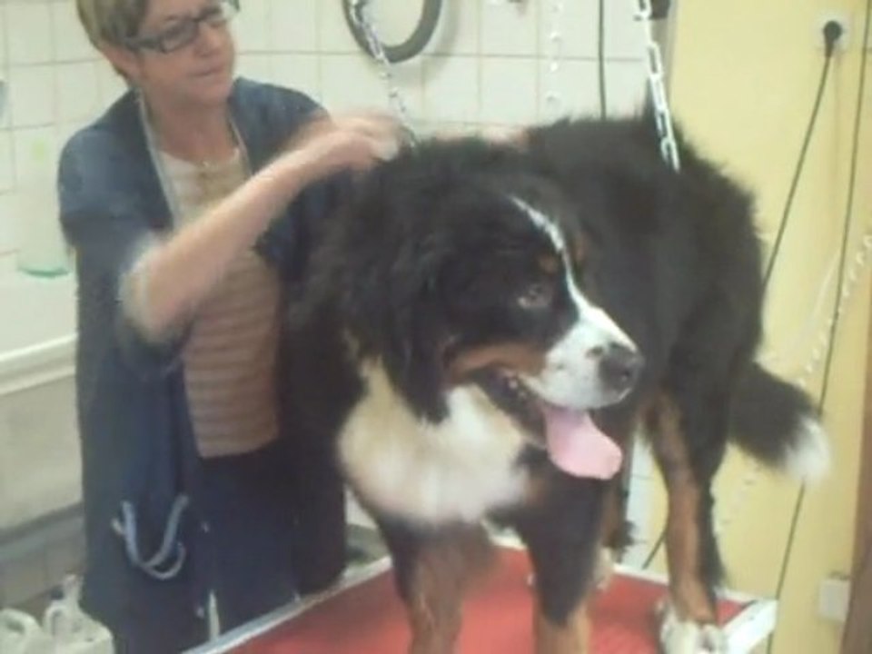 SALON DE TOILETTAGE REGARD CANIN BOSCO BOUVIER BERNOIS