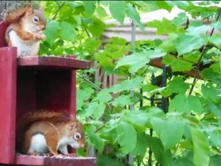 L'ÉVEIL / THE AWAKENING