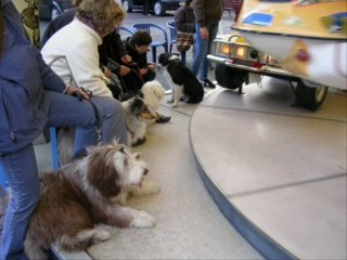 vidéo école du chiot