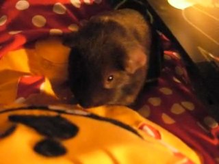 La goinfritude de Bidouille