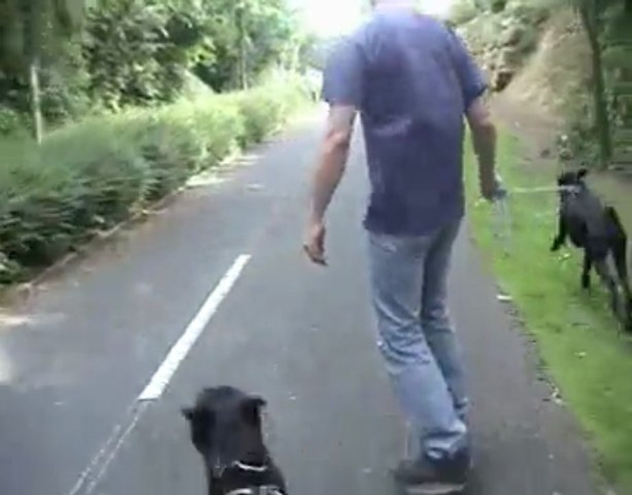 dogskate