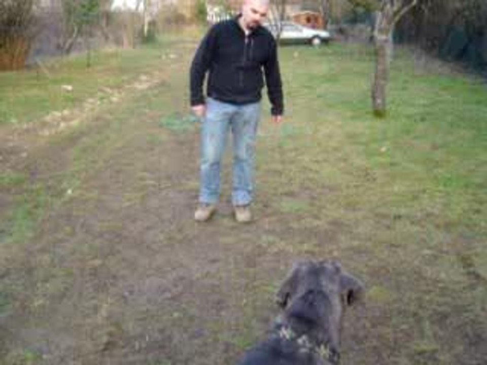 Clicker training au pied