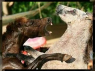 horse training tips and tricks