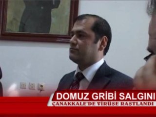 Çanakkale'de domuz gribi 1