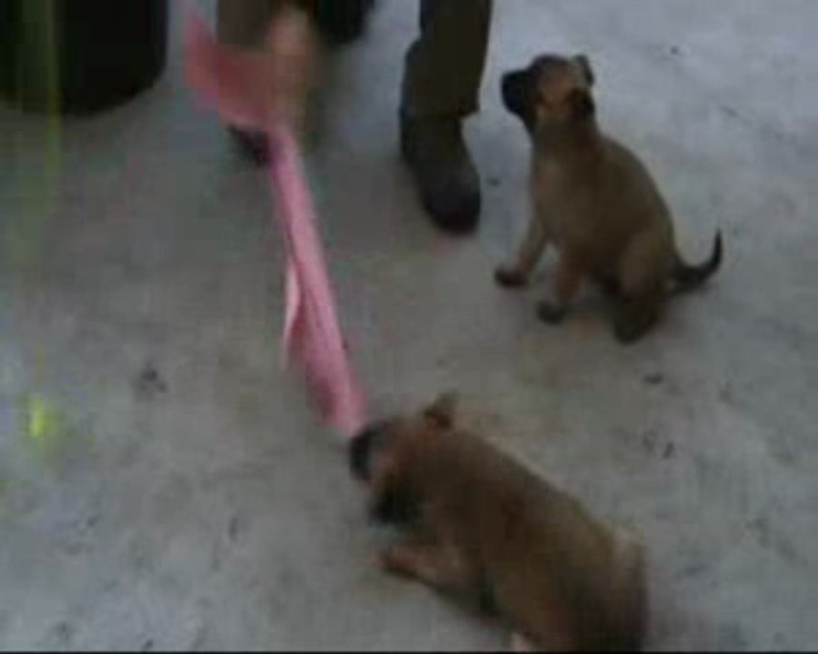 berger malinois missy du clos du bon gardien 5 semaine