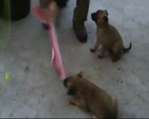 berger malinois missy du clos du bon gardien 5 semaine