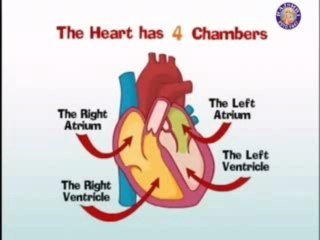 Cardiovascular System