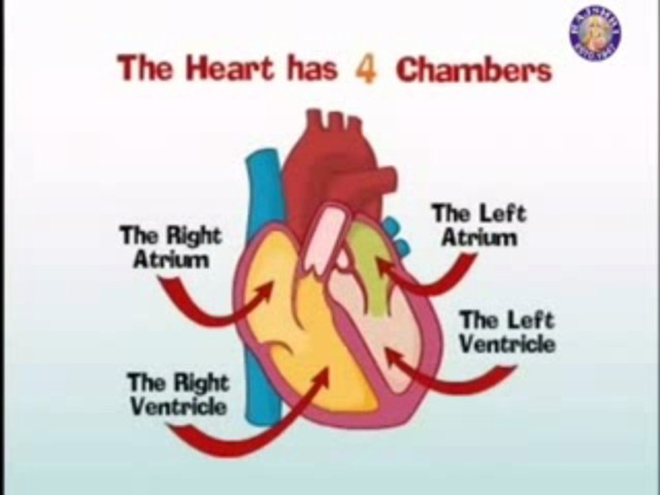 Cardiovascular System