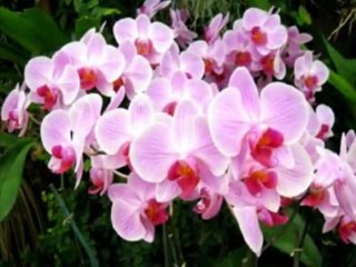 L'Univers féerique des orchidées_0004