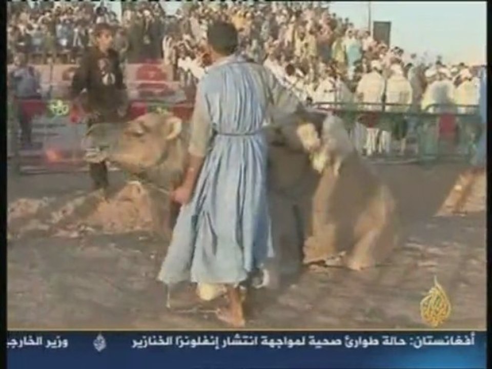 Maroc course chameaux dromadaires sahara