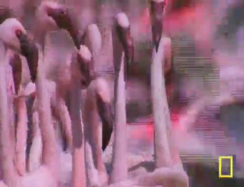 The Flamingos of Lake Bogoria --