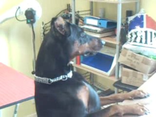 SALON TOILETTAGE REGARD CANIN DOBERMAN QAYE