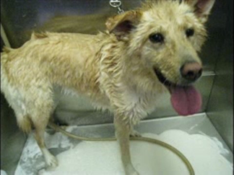 WNY DOG TRAINING AND GROOMING