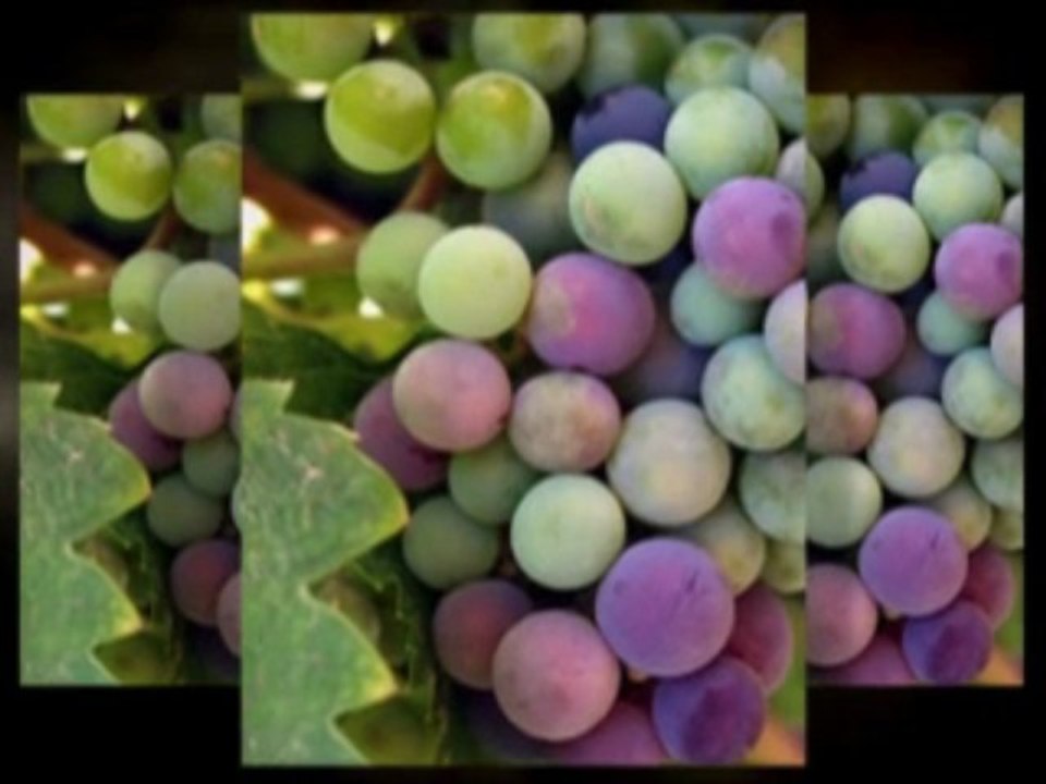 Learn About Wine and Buy Wine Online