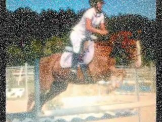 Mon poney, un rêve d'adolescente <3