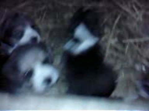 chiots à 3 semaines