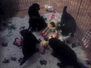 Chiots Kiara - Lukas / Jour 23