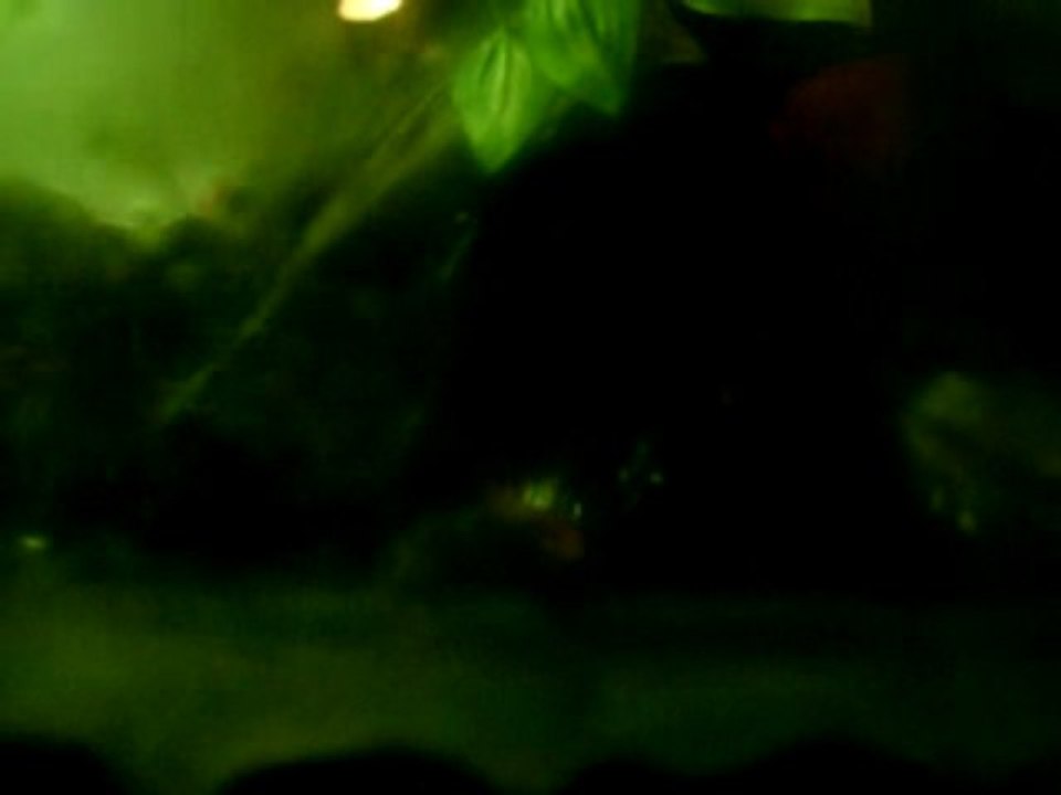 Acubens auf Tauchgang