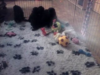 Chiots Kiara - Lukas / Jour 23