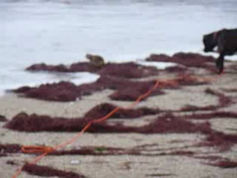 EWANE en bord de mer vol.1