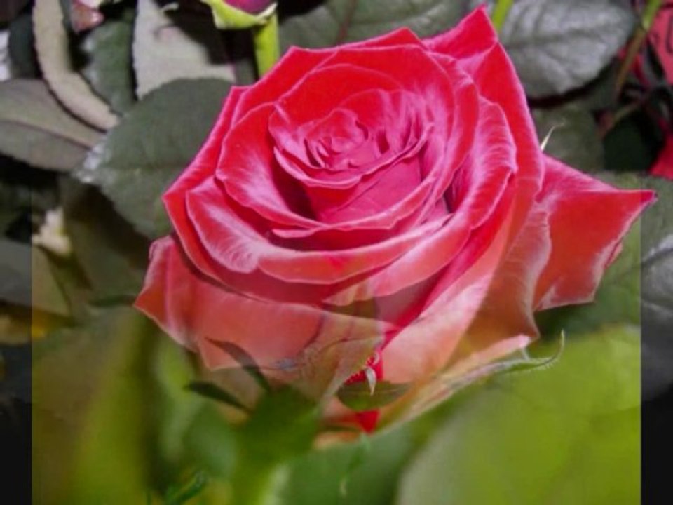 ümit yolaçan57Gönül AKKORzaman kötü korkuyorum gitme sevgilm