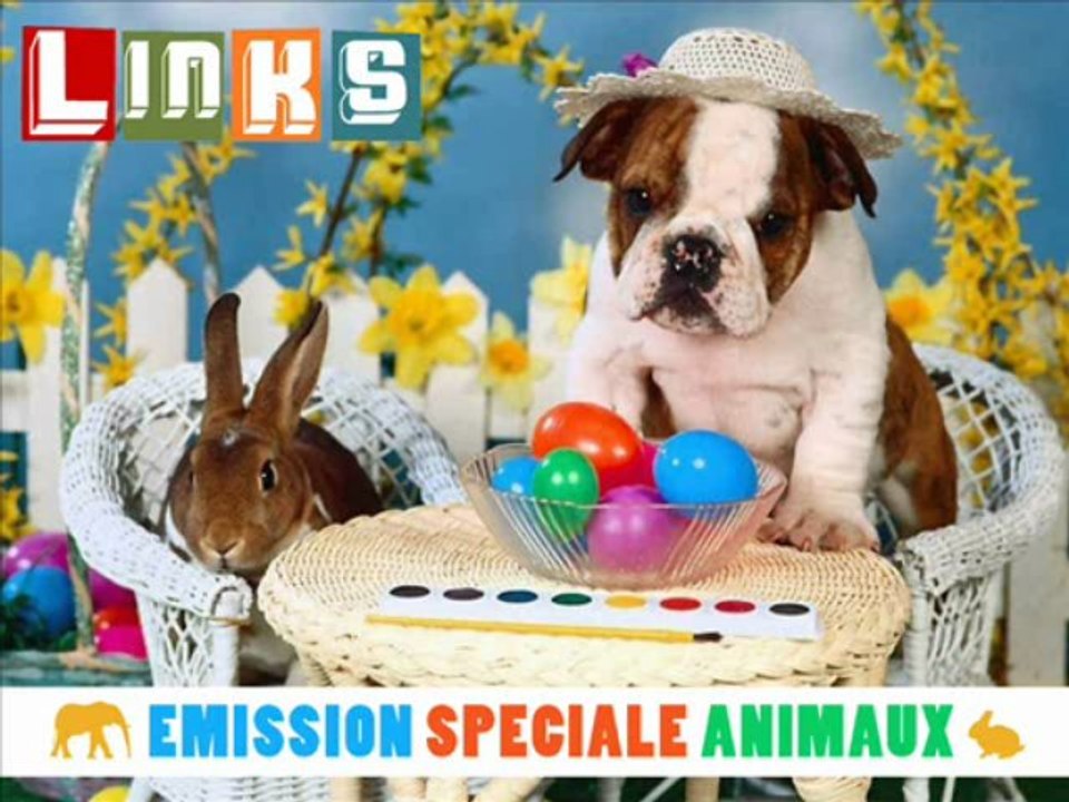 Kronik spéciale animaux Links Radio