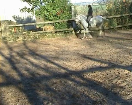 Maltosa montée 19.11.09 voltes au pas et appuyers