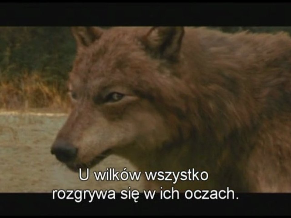 Wilkołaki - Saga "Zmierzch": Księżyc w nowiu (New Moon)