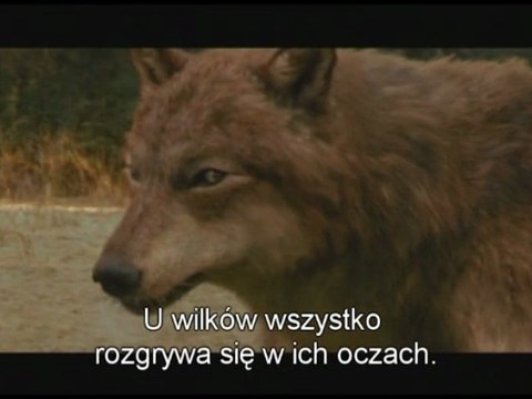 Wilkołaki - Saga Zmierzch : Księżyc w nowiu (New Moon)