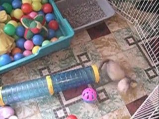 Canaille Cody's Ferret asbl