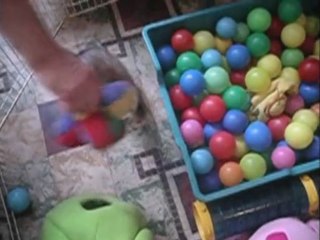 Eragon Cody's Ferret asbl