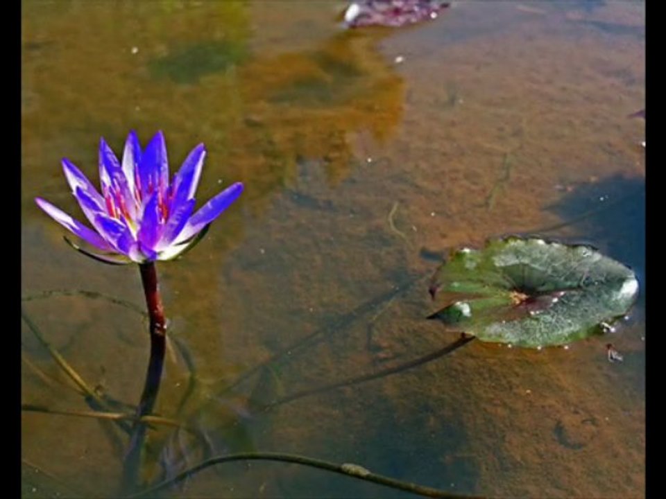 SENZA FINE - MUSIC G. PAOLI - INTERPRET. BY ERNEST VAN-MOHR