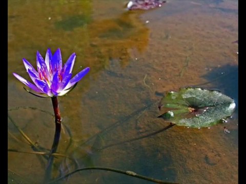 SENZA FINE - MUSIC G. PAOLI - INTERPRET. BY ERNEST VAN-MOHR