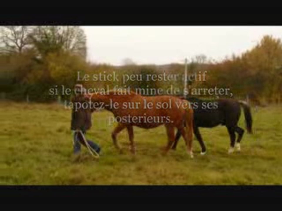 Astuce d'éthologie pour les chevaux retifs en longe.