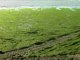 Les algues vertes au Moulin-Blanc, Le Relecq-Kerhuon
