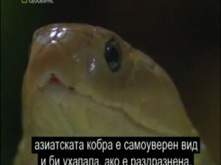 Worlds Worst Venom part2 National Geogr