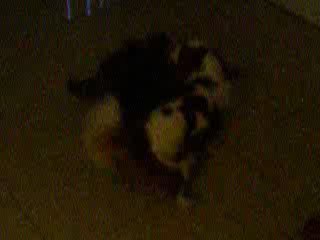 ALTO ET ETOILE VENDREDI 20 NOVEMBRE 2009