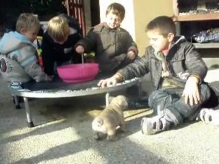 rose,bubba et eliott 6 semaines ,enka 2 mois 1/2